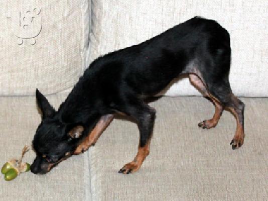 Πωλήται σε τιμή ευκαιρίας Russian Toy Terrier