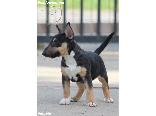 Κουτάβια Mini Bull Terrier