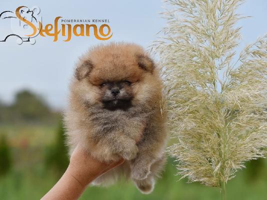 Κουτάβια Pomeranian BOO, κουτάβια Pomeranian Spitz