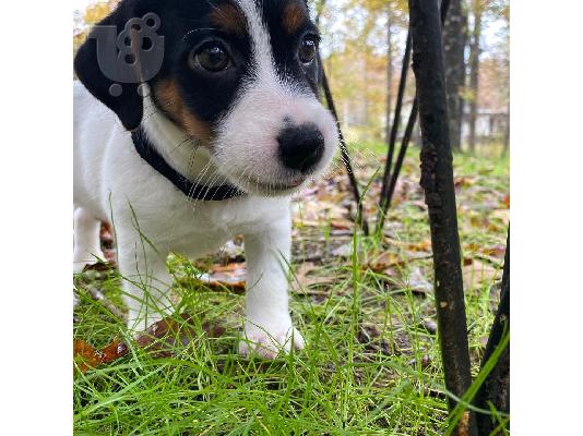 PoulaTo: Λατρευτά κουτάβια του Jack Russell