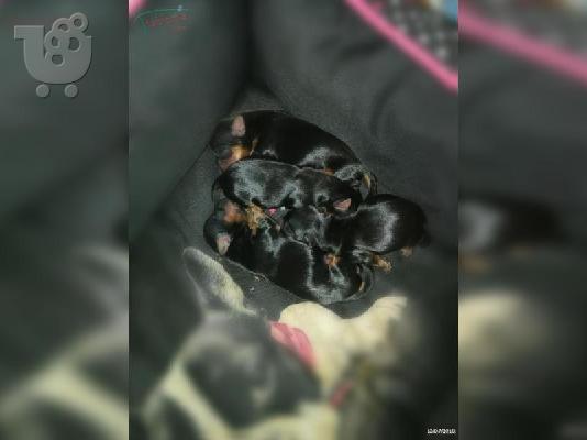 PoulaTo: yorkie κουτάβια για σένα