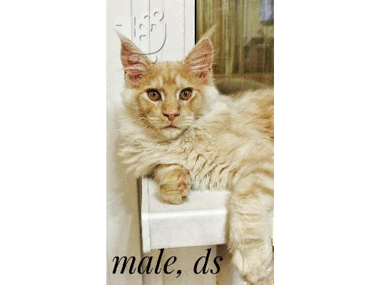 PoulaTo: Γατάκια Maine Coon