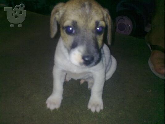 Jack Russel Terrie