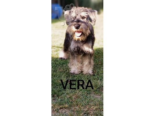 Μινιατούρα Schnauzer κουτάβια