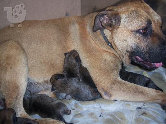 bandog ΚΟΥΤΑΒΙΑ  ΜΑΣΤΙΦ Μαστίφ Μαστίφ