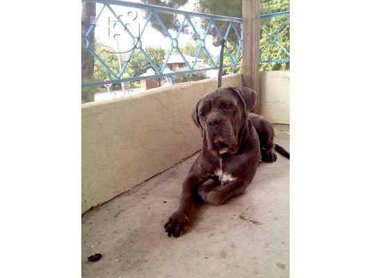 Cane Corso Καθαρόαιμα Κουτάβια