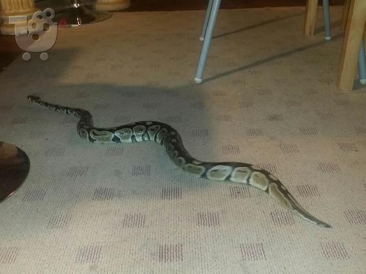 Πύθωνας (ball python)