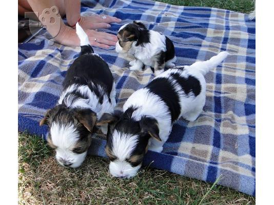 PoulaTo: 2 χαριτωμένο biewer yorkshire Terrier (αρσενικό και θηλυκό)