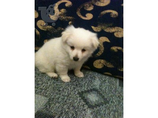 PoulaTo: pomeranian