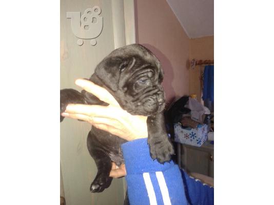 cane corso