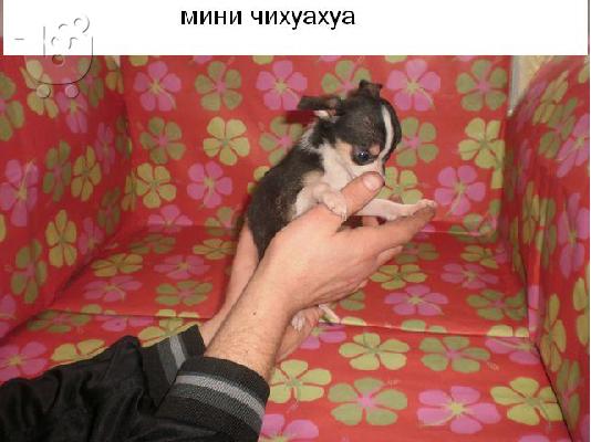 Πώληση Mini Τσιουάουα