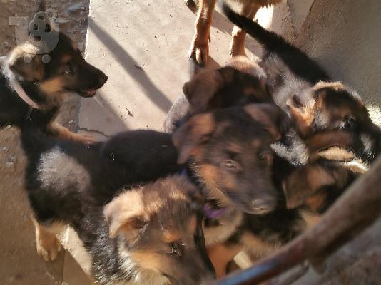 German Shepherd καθαροαιμα Αθηνα-Θεσσαλονικη-Νησια dogsmania.gr 6979314054...