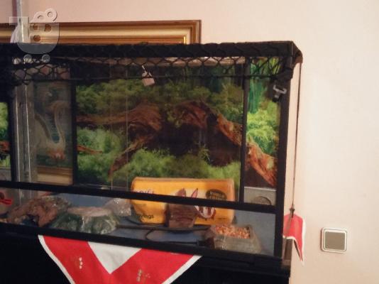 terrarium guala gia iguana 150 litron PROSFORA