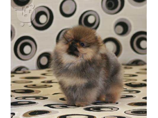 pomeranian toy