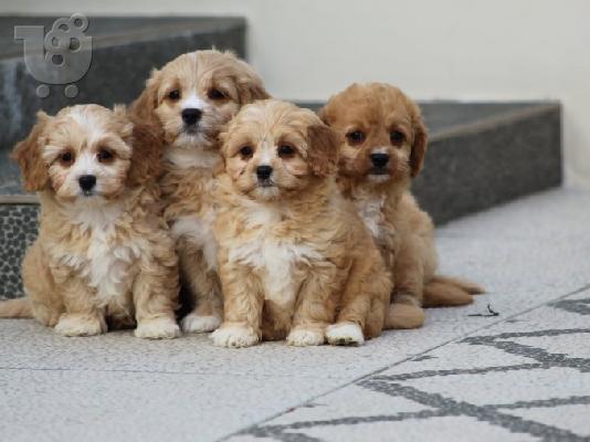 PoulaTo: Κουτάβια AKC Cavapoo