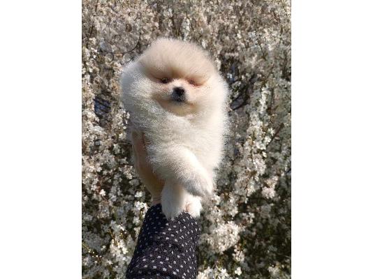 Όμορφα κουτάβια Pomeranian