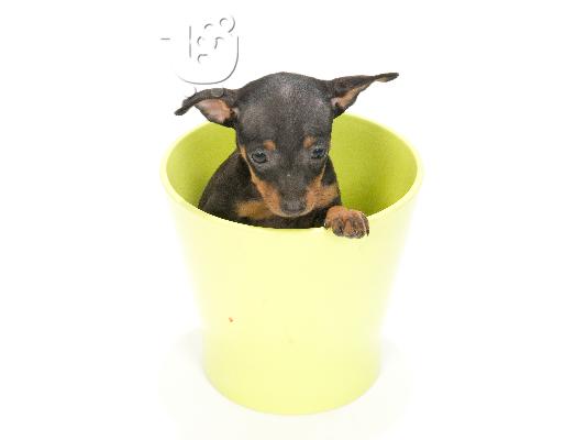 PINCHER TOY EXTRA SMALL