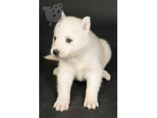 Seberian Husky     Χασκι Σιβιριανα καθαροαιμα κουταβια