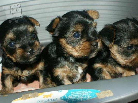 Yorkshire Terrier-Γιόρκσάϊρ τεριέ