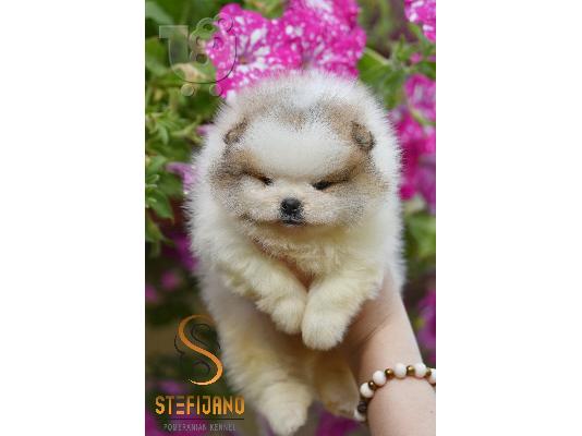 Premium κουτάβια Pomeranian με εμφάνιση αρκούδας