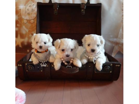 PoulaTo: Maltese Puppies (hypoallergenic Breed)
