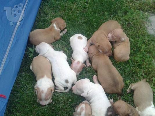PoulaTo: pit bull