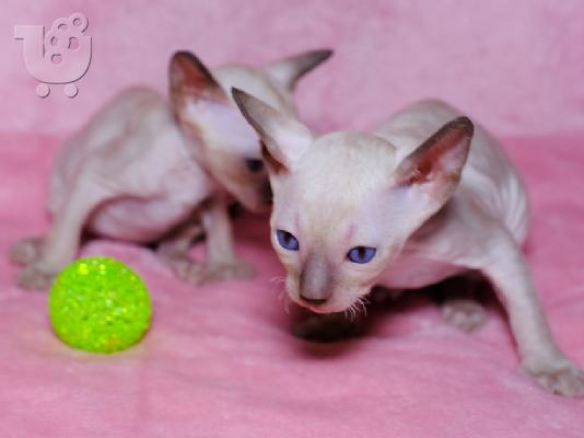 PoulaTo: Cornish Rex Kittens