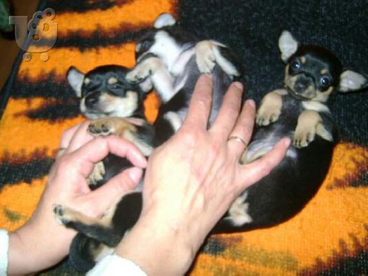 mini pincher