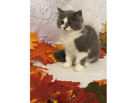 PoulaTo: Ragamuffin Kittens