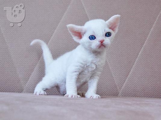 PoulaTo: Devon Rex Kittens