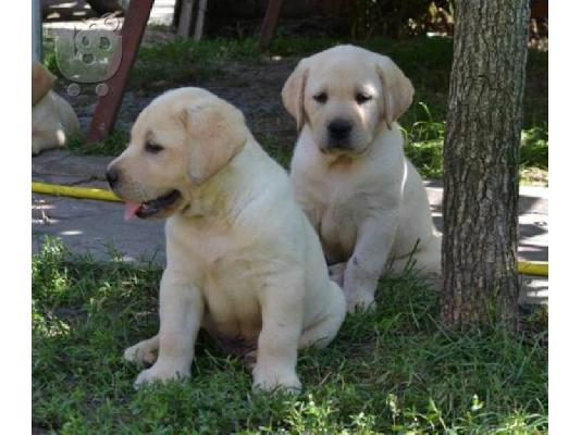 LABRADOR