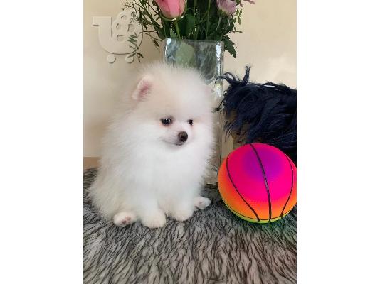PoulaTo: όμορφα κουτάβια Pomeranian προς πώληση
