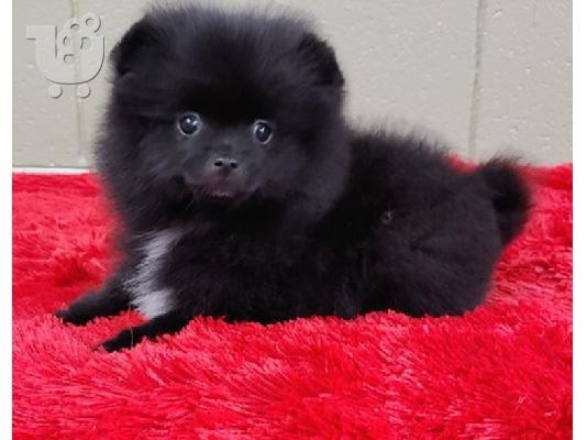 PoulaTo: 3 κουτάβια Super Tiny Pomerania