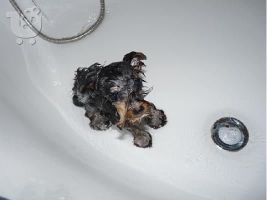 Κουτάβια YORKSHIRE TERRIER απο γονής 2 κιλά, Τεριέ Γιορκσάιρ...