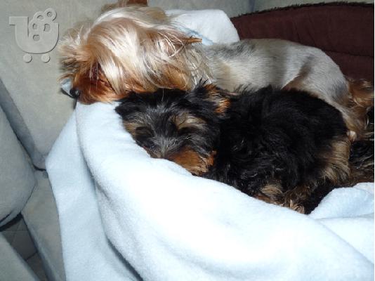 Κουτάβια YORKSHIRE TERRIER απο γονής 2 κιλά, Τεριέ Γιορκσάιρ...