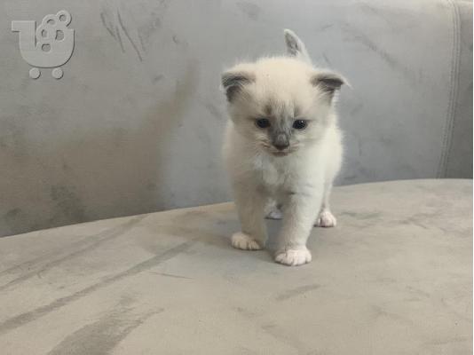 PoulaTo: Birman Kittens
