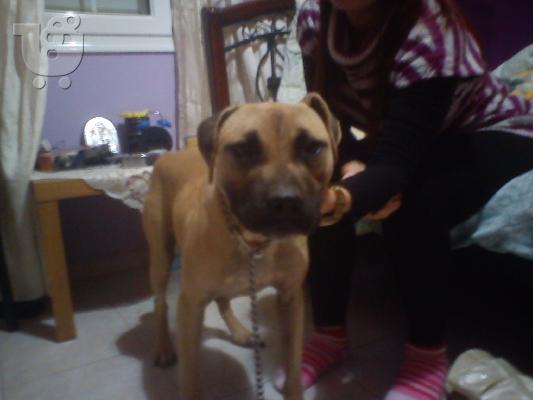 PoulaTo: PITBULL ALLIGATOR!!!