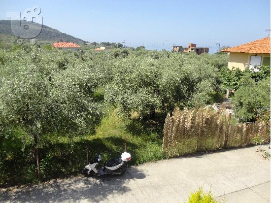 ΠΩΛΗΣΗ ΟΙΚΟΠΕΔΟΥ ΣΤΗ ΘΑΣΟ ΠΕΡΙΟΧΗ ΣΚΑΛΑ ΣΩΤΗΡΟΣ