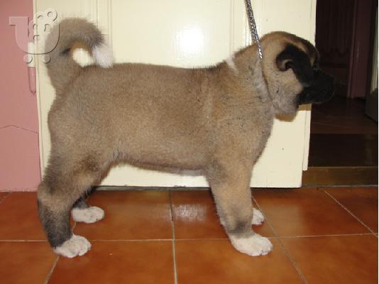 AKITA INU ΚΑΘΑΡΟΑΙΜΑ ΚΟΥΤΑΒΙΑ Γιαπωνέζικος Ακίτα