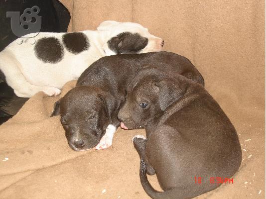 PITBULL