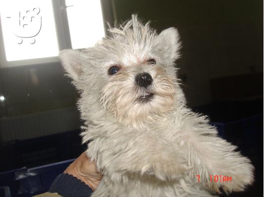 WEST HIGHLAND WHITE TERRIER