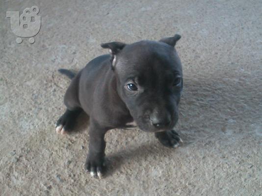 PoulaTo: Πωλειται αρσενικο pitbull