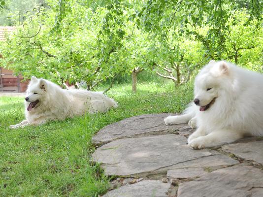 Samoyed puppy