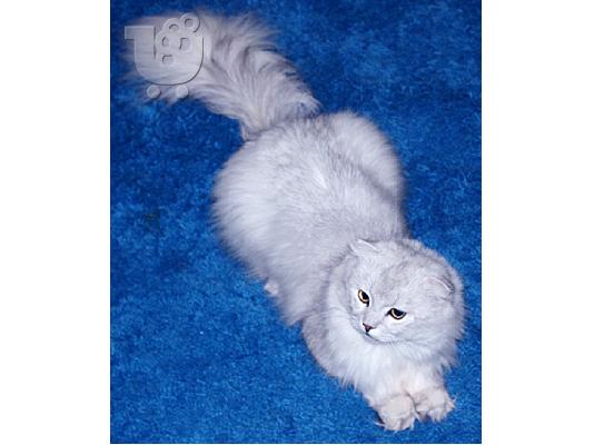 Πολύ σπάνιο αρσενικό Scottish Fold