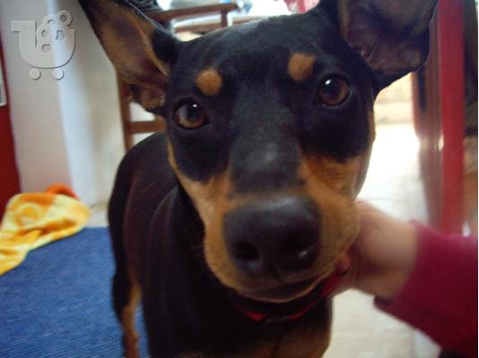 χαθηκε Pinscher