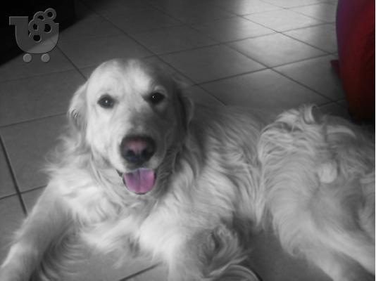 Ζητείται θηλυκό golden retriever για ζευγάρωμα