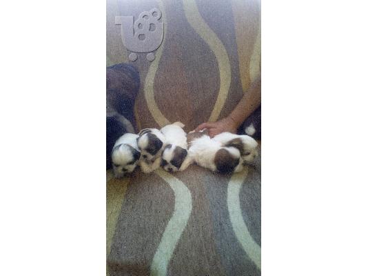 Πωλούνται σκυλάκια shih tzu