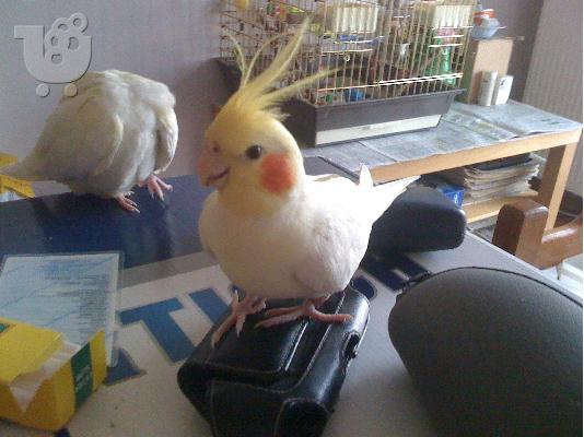 PoulaTo: Πωλειται cockatiel lutino