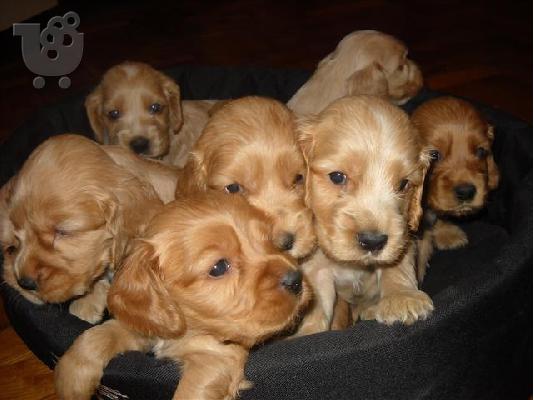 Cocker Spaniel καθαροαιμα Αθηνα-Θεσσαλονικη-Νησια  6979314054...