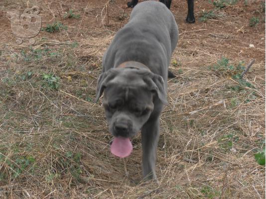 ΚΑΘΑΡΟΑΙΜΑ ΚΟΥΤΑΒΙΑ CANE CORSO
